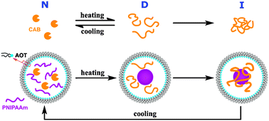 Graphical abstract: Protecting enzymes against heat inactivation by temperature-sensitive polymer in confined space