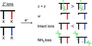 Graphical abstract: Electron-capture induced dissociation of doubly charged dipeptides: on the neutral losses and N–Cα bond cleavages