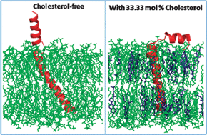 Graphical abstract: Cholesterol driven alteration of the conformation and dynamics of phospholamban in model membranes