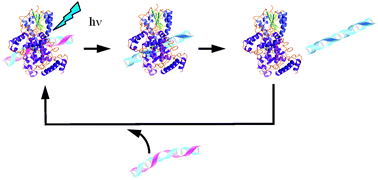 Graphical abstract: Time-dependent intermolecular interaction during protein reactions