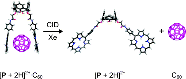 Graphical abstract: Noncovalent endo-binding of fullerenes to diprotonated bisporphyrins