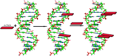 Graphical abstract: ACMA (9-amino-6-chloro-2-methoxy acridine) forms three complexes in the presence of DNA