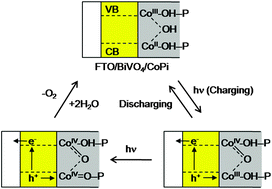 Graphical abstract: Cobalt–phosphate complexes catalyze the photoelectrochemical water oxidation of BiVO4 electrodes