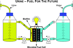 Graphical abstract: Urine utilisation by microbial fuel cells; energy fuel for the future