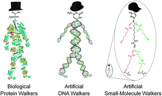 Graphical abstract: Walking molecules