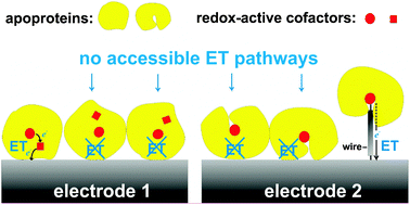 Graphical abstract: Strategies for “wiring” redox-active proteins to electrodes and applications in biosensors, biofuel cells, and nanotechnology