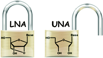 Graphical abstract: Locked vs. unlocked nucleic acids (LNAvs.UNA): contrasting structures work towards common therapeutic goals