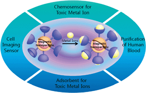 Graphical abstract: Functionalized magnetic nanoparticles as chemosensors and adsorbents for toxic metal ions in environmental and biological fields