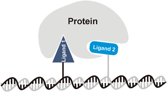 Graphical abstract: DNA-guided display of proteins and protein ligands for the interrogation of biology