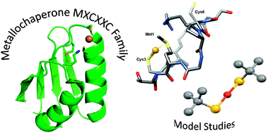 Graphical abstract: The MXCXXC class of metallochaperone proteins: model studies