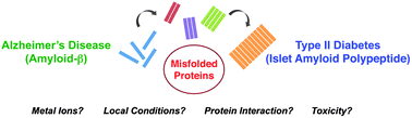 Graphical abstract: Misfolded proteins in Alzheimer's disease and type II diabetes