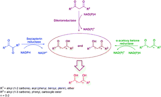 Graphical abstract: Dicarbonyl reduction by single enzyme for the preparation of chiral diols