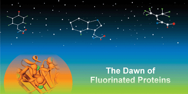 Graphical abstract: Fluorinated amino acids: compatibility with native protein structures and effects on protein–protein interactions
