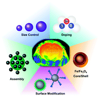Graphical abstract: Designed synthesis of uniformly sized iron oxide nanoparticles for efficient magnetic resonance imaging contrast agents