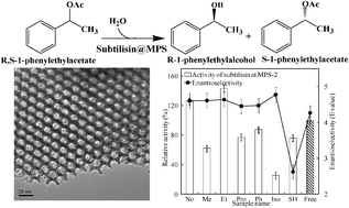Graphical abstract: Enzyme structure and catalytic properties affected by the surface functional groups of mesoporous silica