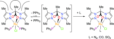 Graphical abstract: Transition metal complexes bearing a 2,2-bis(3,5-dimethylpyrazol-1-yl)propionate ligand: one methyl more matters