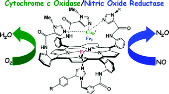 Graphical abstract: NO and O2 reactivities of synthetic functional models of nitric oxide reductase and cytochrome c oxidase