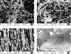 Graphical abstract: Preparation and characterization of Zn0.9Mg0.1TiO3via electrospinning