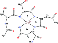 Graphical abstract: Copper(ii) complexes of rat amylin fragments