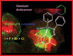 Graphical abstract: Structure–activity relationships for organometallic osmium arene phenylazopyridine complexes with potent anticancer activity