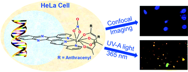 Graphical abstract: Photo-induced DNA cleavage activity and remarkable photocytotoxicity of lanthanide(iii) complexes of a polypyridyl ligand