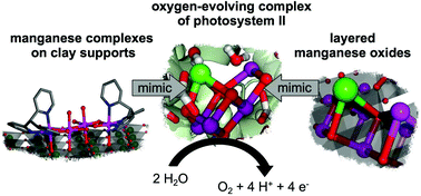 Graphical abstract: Water oxidation catalysed by manganese compounds: from complexes to ‘biomimetic rocks’
