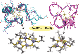 Graphical abstract: Metallothionein Zn2+- and Cu2+-clusters from first-principles calculations