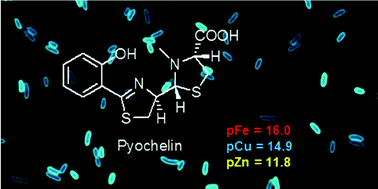 Graphical abstract: Pyochelin, a siderophore of Pseudomonas aeruginosa: Physicochemical characterization of the iron(iii), copper(ii) and zinc(ii) complexes