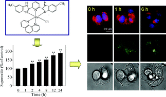Graphical abstract: Ruthenium complexes containing bis-benzimidazole derivatives as a new class of apoptosis inducers
