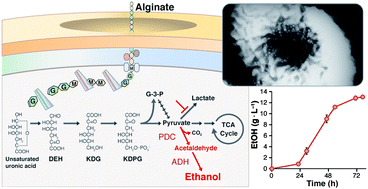 Graphical abstract: Bioethanol production from marine biomass alginate by metabolically engineered bacteria