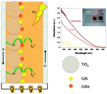 Graphical abstract: Photo-induced charge transfer dynamics in efficient TiO2/CdS/CdSe sensitized solar cells