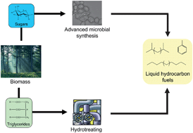 Graphical abstract: From biodiesel and bioethanol to liquid hydrocarbon fuels: new hydrotreating and advanced microbial technologies