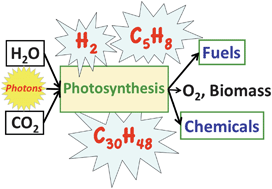 Graphical abstract: Photosynthesis-to-fuels: from sunlight to hydrogen, isoprene, and botryococcene production