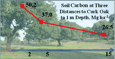 Graphical abstract: Soil carbon storage as influenced by tree cover in the Dehesa cork oak silvopasture of central-western Spain