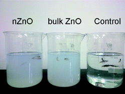 Graphical abstract: Comparative toxicity of nano-ZnO and bulk ZnO suspensions to zebrafish and the effects of sedimentation, ˙OH production and particle dissolution in distilled water