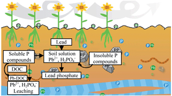 Graphical abstract: Environmental monitoring of the role of phosphate compounds in enhancing immobilization and reducing bioavailability of lead in contaminated soils