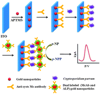 Graphical abstract: Development of electrochemical based sandwich enzyme linked immunosensor for Cryptosporidium parvum detection in drinking water