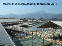 Graphical abstract: Occurrence of antibiotic resistance and characterization of resistance genes and integrons in Enterobacteriaceae isolated from integrated fish farms in south China