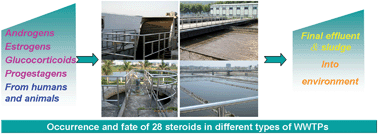Graphical abstract: Occurrence and fate of androgens, estrogens, glucocorticoids and progestagens in two different types of municipal wastewater treatment plants