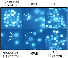 Graphical abstract: Mechanism of Hericium erinaceus (Yamabushitake) mushroom-induced apoptosis of U937 human monocytic leukemia cells