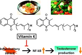 Graphical abstract: Dietary vitamin K alleviates the reduction in testosterone production induced by lipopolysaccharide administration in rat testis
