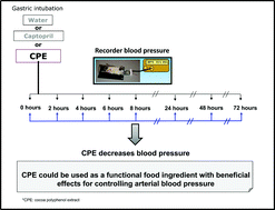 Graphical abstract: Effect of a cocoa polyphenol extract in spontaneously hypertensive rats