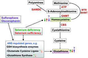 Graphical abstract: Glucoraphanin does not reduce plasma homocysteine in rats with sufficient Se supply via the induction of liver ARE-regulated glutathione biosynthesis enzymes
