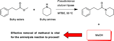Graphical abstract: Pseudomonas stutzeri lipase: a useful biocatalyst for aminolysis reactions