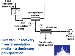 Graphical abstract: Sustainable recovery of pure natural vanillin from fermentation media in a single pervaporation step