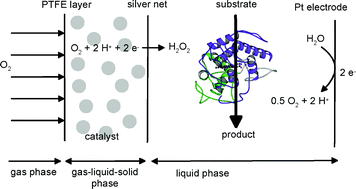 Graphical abstract: Gas diffusion electrode as novel reaction system for an electro-enzymatic process with chloroperoxidase