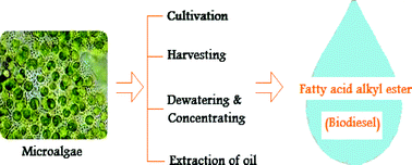 Graphical abstract: A critical review on recent methods used for economically viable and eco-friendly development of microalgae as a potential feedstock for synthesis of biodiesel