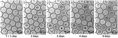 Graphical abstract: Quantitative tracking of the growth of individual algal cells in microdroplet compartments