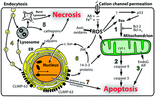 Graphical abstract: Intracellular mechanisms of aminoglycoside-induced cytotoxicity
