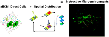 Graphical abstract: Engineering 3D cell instructive microenvironments by rational assembly of artificial extracellular matrices and cell patterning